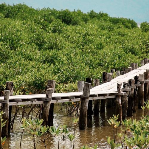 Mangrove Restoration Gains Global Momentum in Climate Action