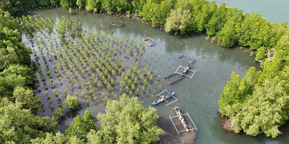Mangrove Restoration Gains Global Momentum in Climate Action