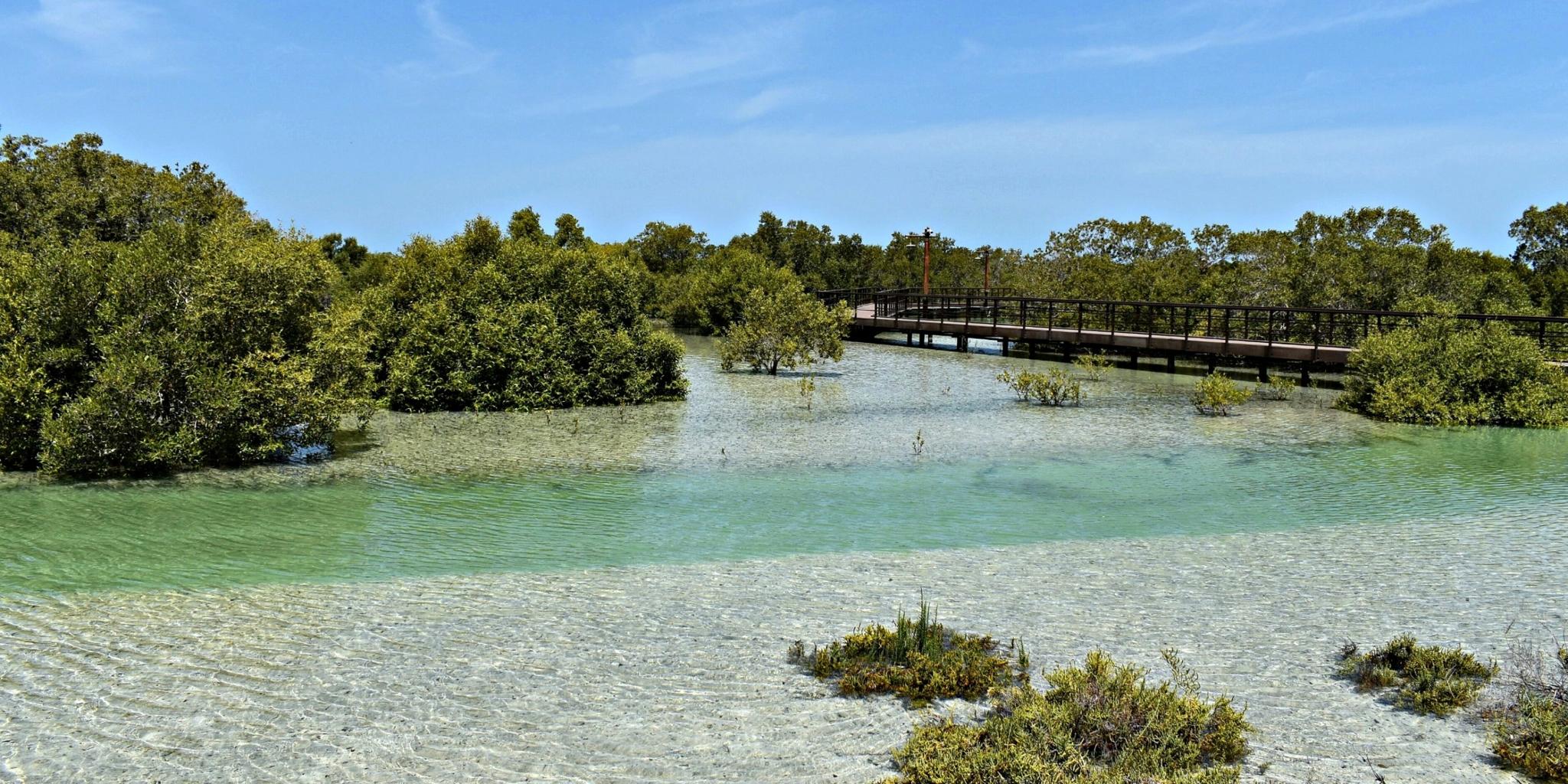 Ramhan Island & Jubail Island Interchange – Environmental Consultancy and Mangrove Compensation