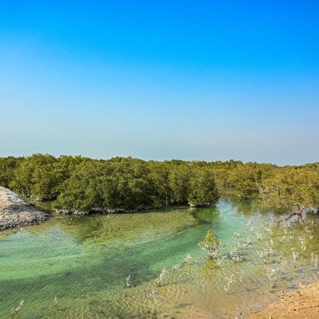 Environmental Baseline Surveys