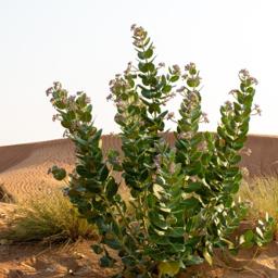 Specialized Environmental Studies