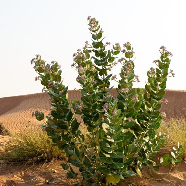 Specialized Environmental Studies