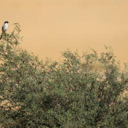 Sustainability & Conservation Projects