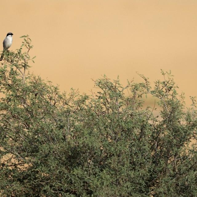 Sustainability & Conservation Projects