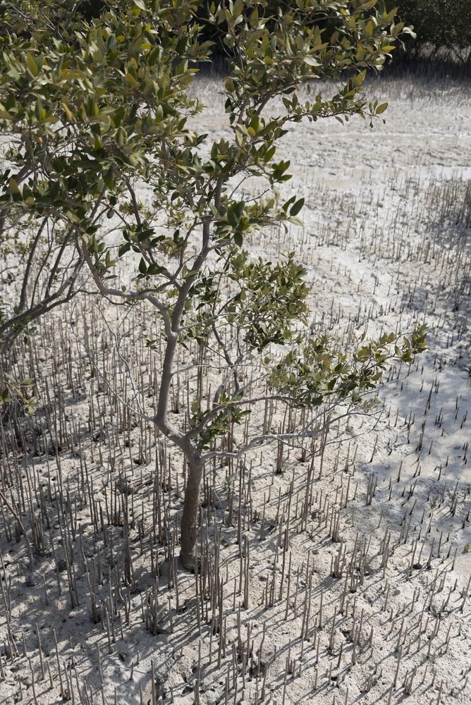 Environmental Audits