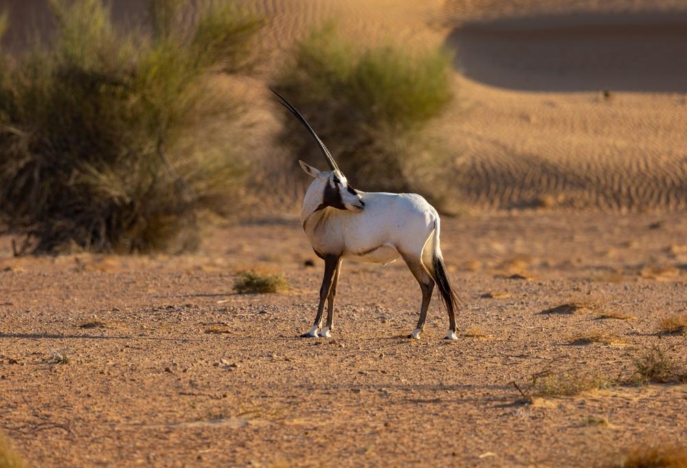 Biodiversity Conservation