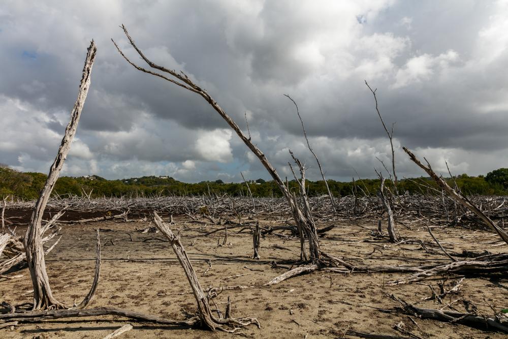 Mangrove Restoration
