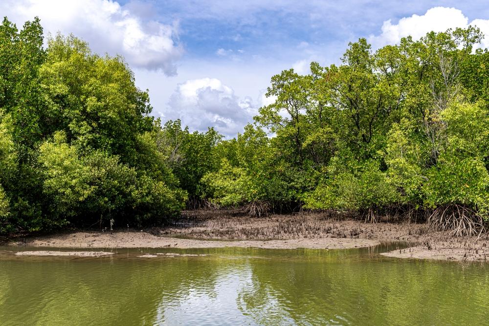 Mangrove Restoration