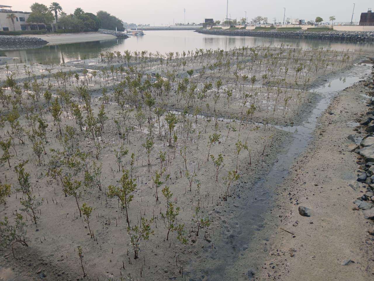 Mangrove Restoration Gains Global Momentum in Climate Action