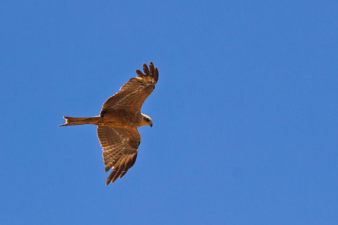 Biodiversity & Ecosystem Analysis